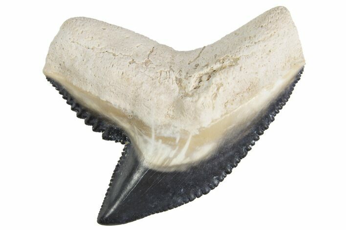 Fossil Tiger Shark (Galeocerdo) Tooth - Bone Valley, Florida #299505